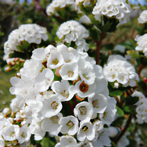 Beskæring af blomster