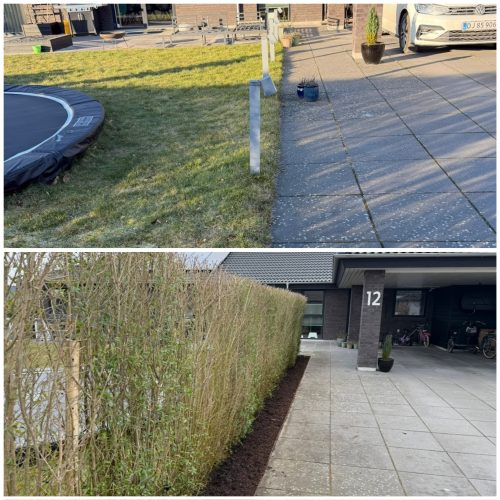 Plantning af hæk