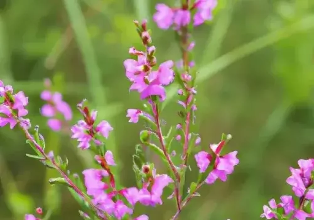 Beskæring af blomster